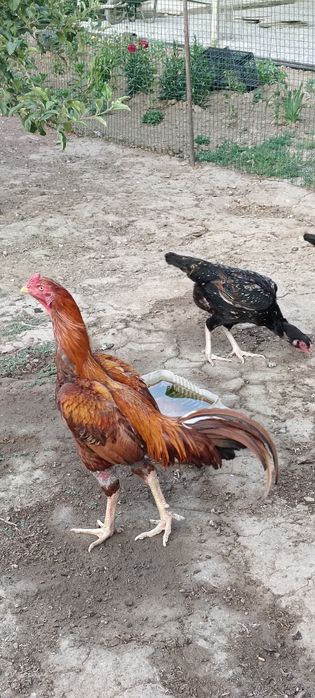 Продам бойцов ого петуха