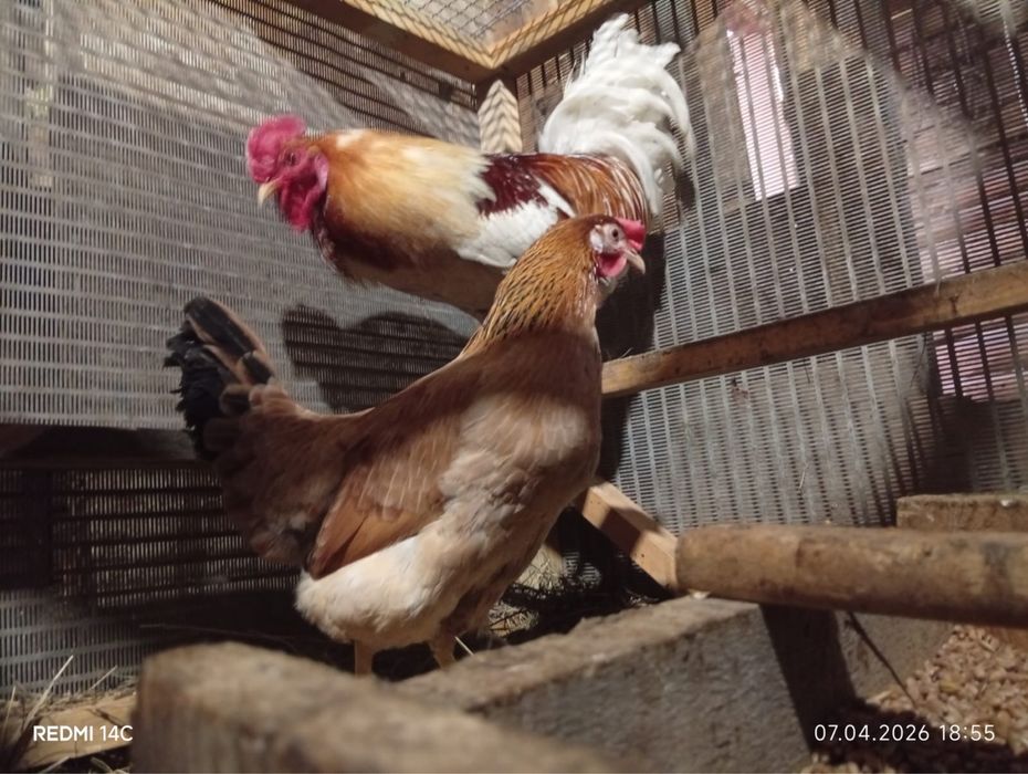 Продам домашнего петуха