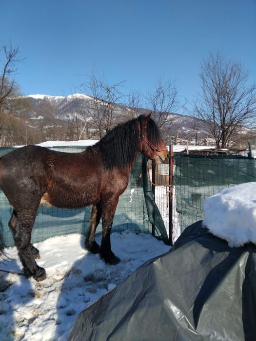 Vând armăsar de 3 ani