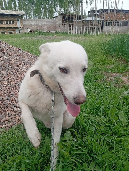 Очаровательные Беляши ищут добрых родителей