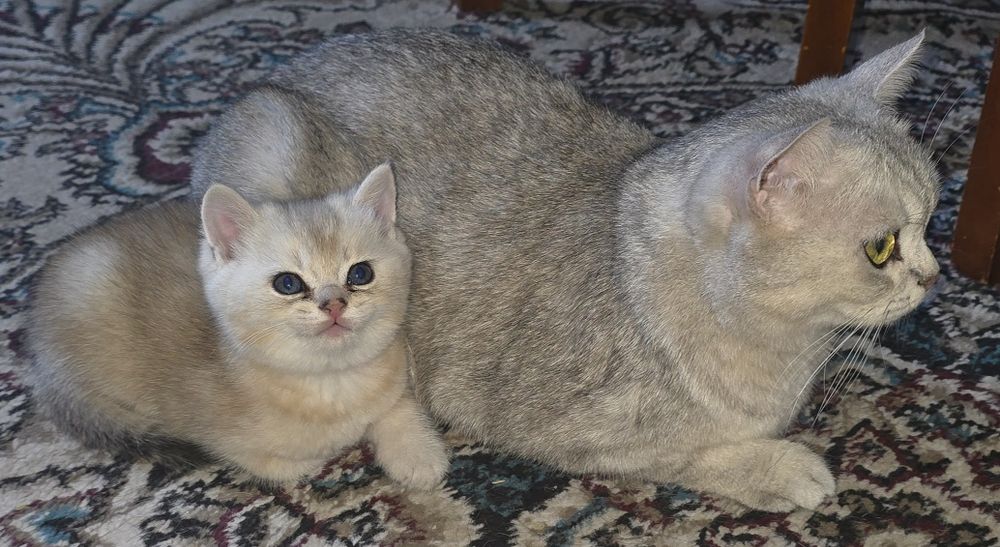 Toza qon mushukchalar sotiladi.