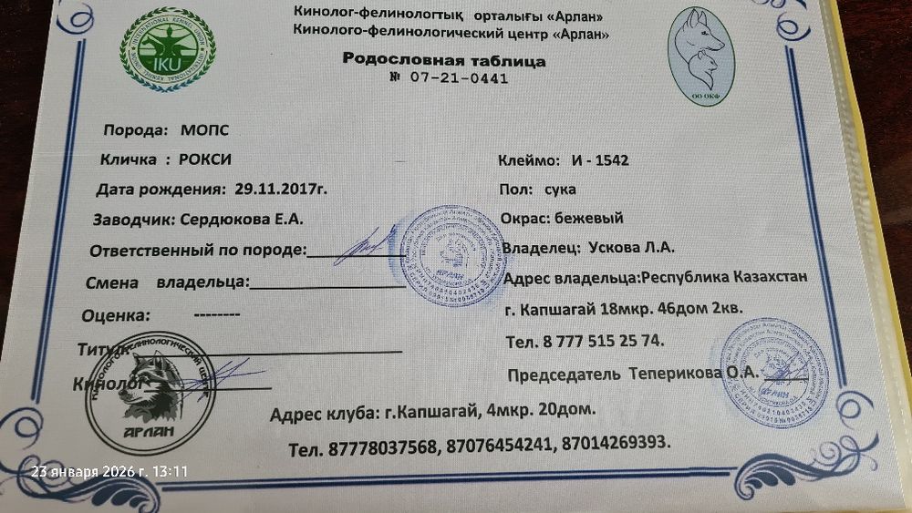 Отдам в хорошие руки Мопса