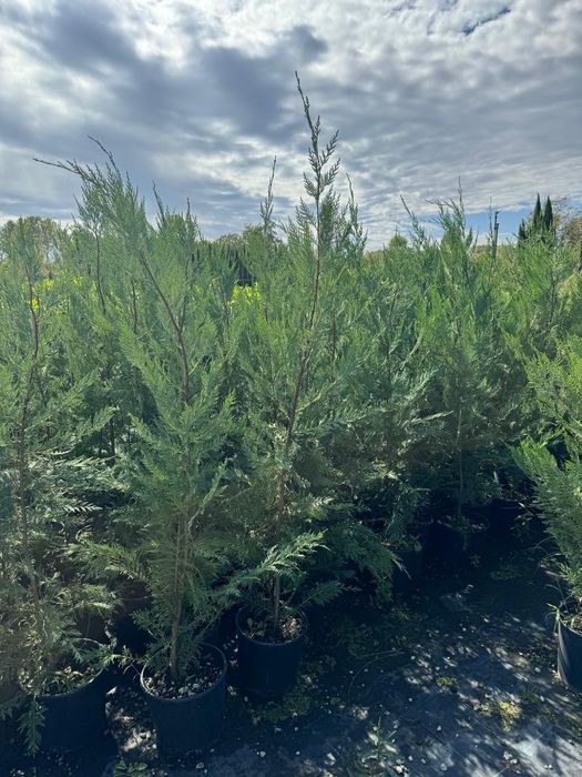 Thuia leilandi  prunus