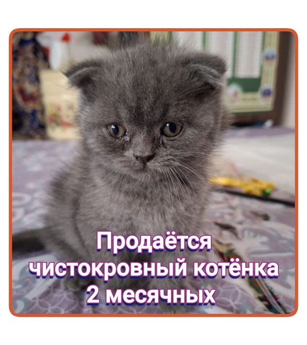 Продаётся породистая котёнка