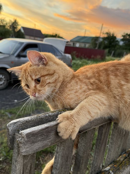 Отдам кота в добрые руки
