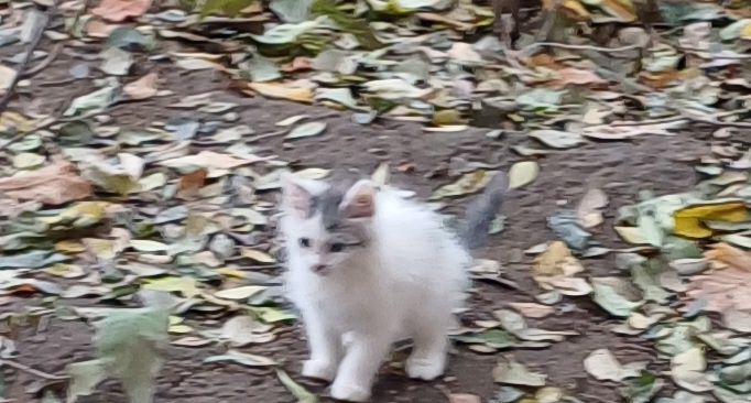 Отдам в добрые  руки  ласковуе девочку