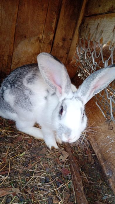 Vand 7 pui de iepure, 2 ieouroi ,o iepurita si 2 gaini brahma columbia
