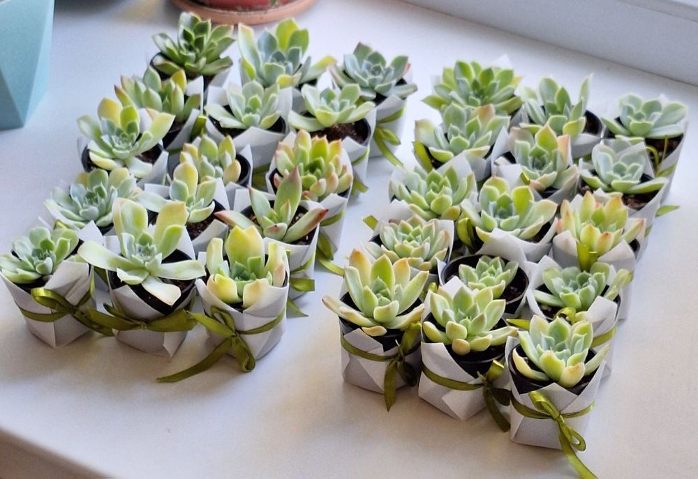 Тойбастар из суккулентов