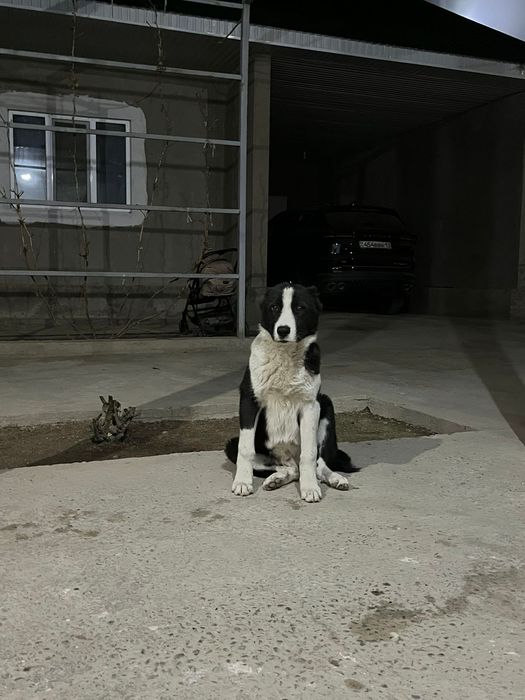 Таза алабай,6 айлық,22000 тг