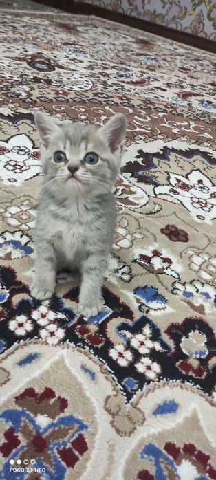 Mushukcha sotiladi zoti British Shorthair jinsi qiz ikki oylik