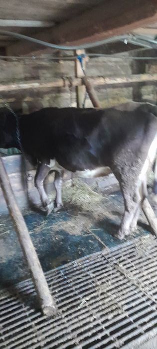Vând vaca cu a 2 Lea vitel