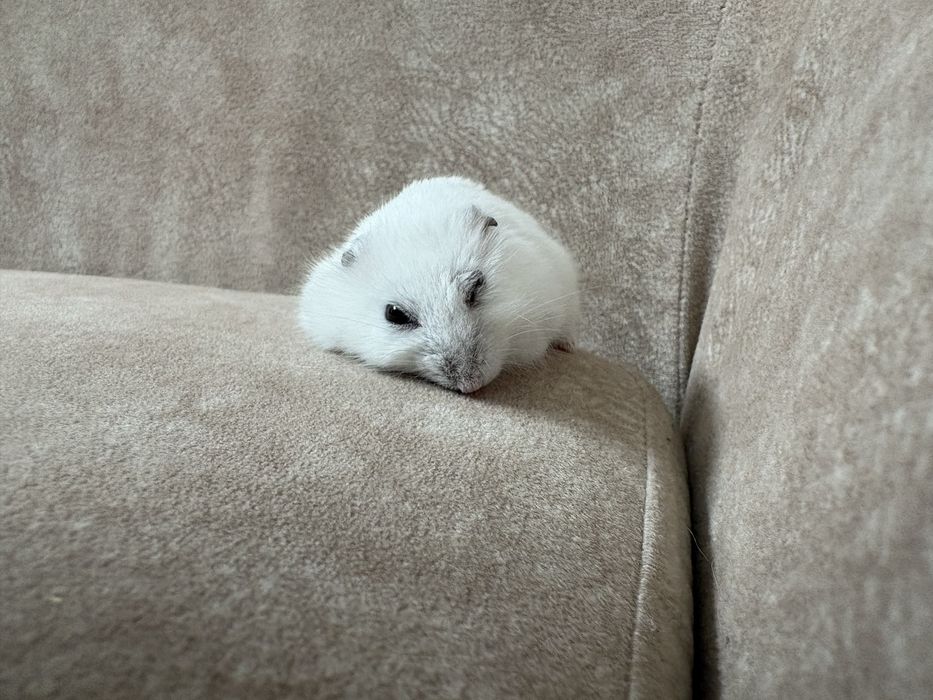 джунгарский хомяк