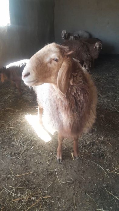 Арашан кучкор сотилади