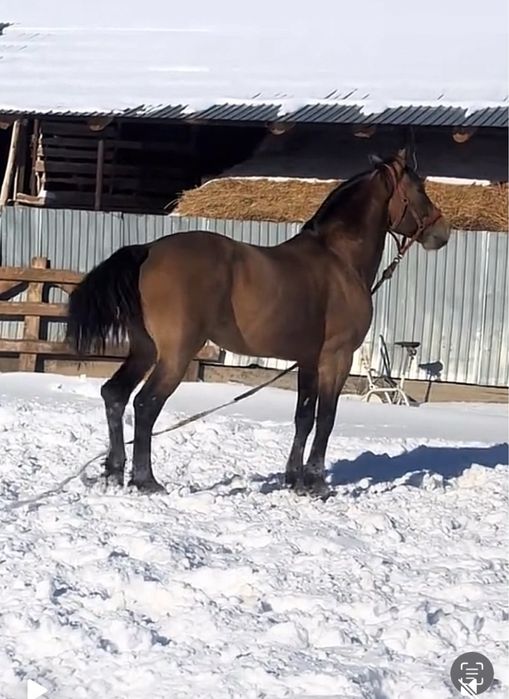 Бие құлынды линия бар