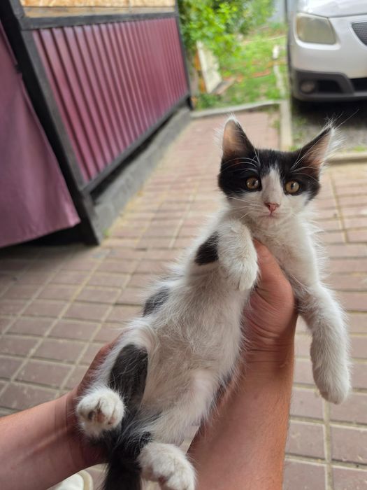 Отдам в добрые руки милых котят