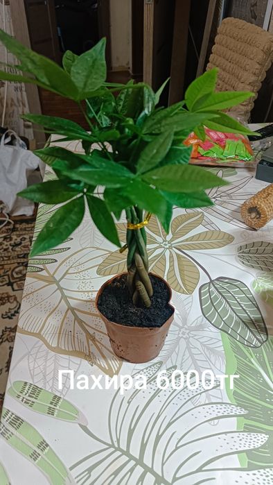 Продам комнатные растения