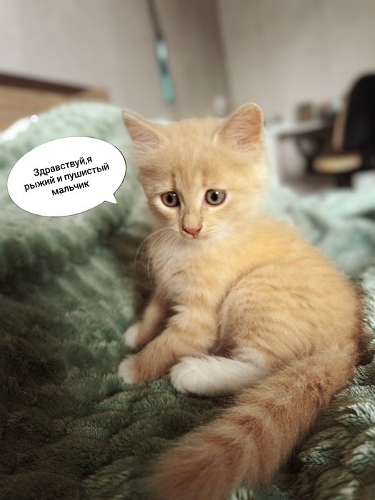 Котята бесплатно