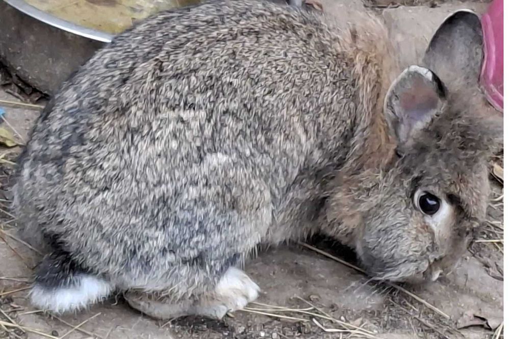 Iepuri Cap de leu Pereche
