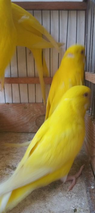 Albinos to'tiqush