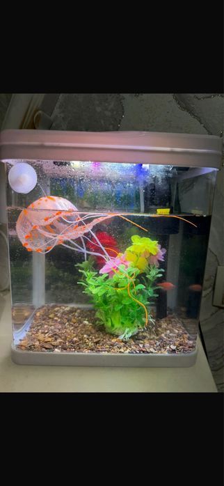 Продам аквариум с 5 рыбками