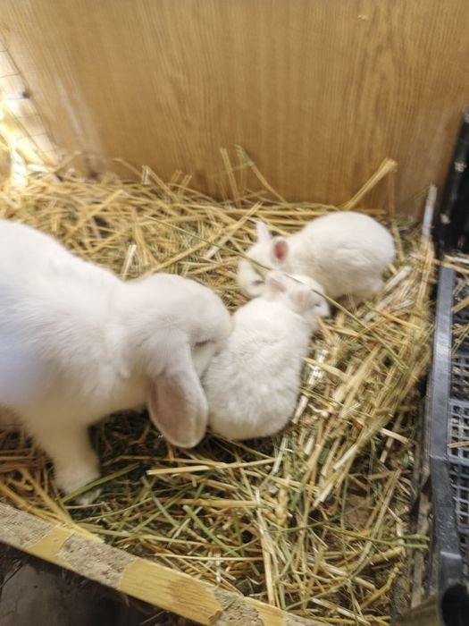 Almasni glas  karlik bollari sotiladi