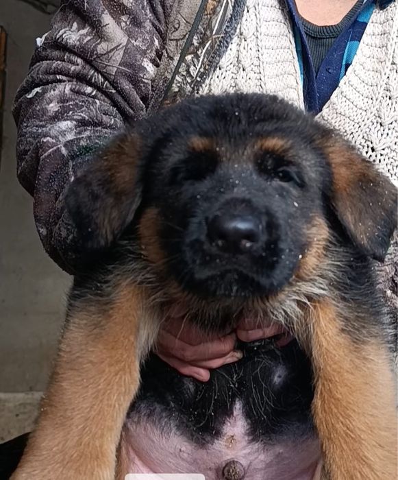 Чистокровные щенки немецкой овчарки