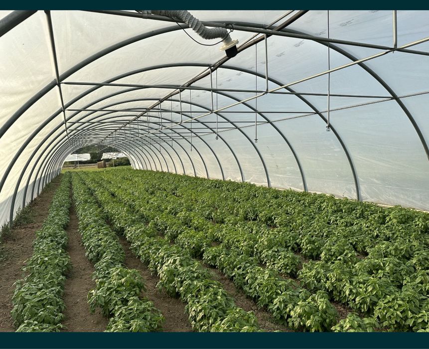 Sere , solarii , arcade