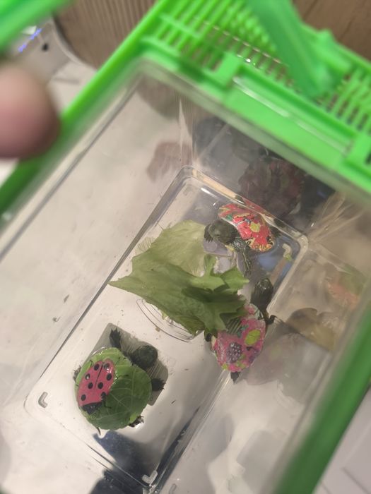 Черепашка живые на воде на суши