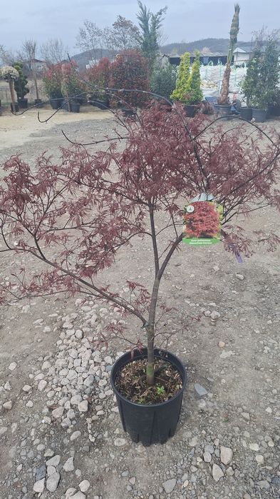 Palmieri Măslini arțar japonezi Lamai mandarini plante exotice