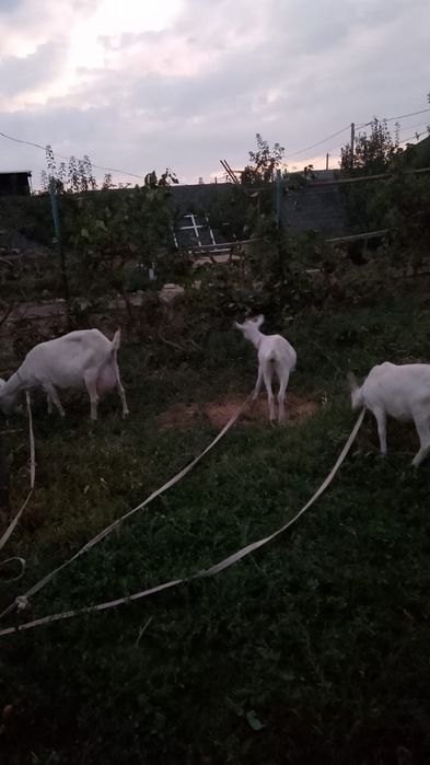 Ешкі + 2 Лағымен