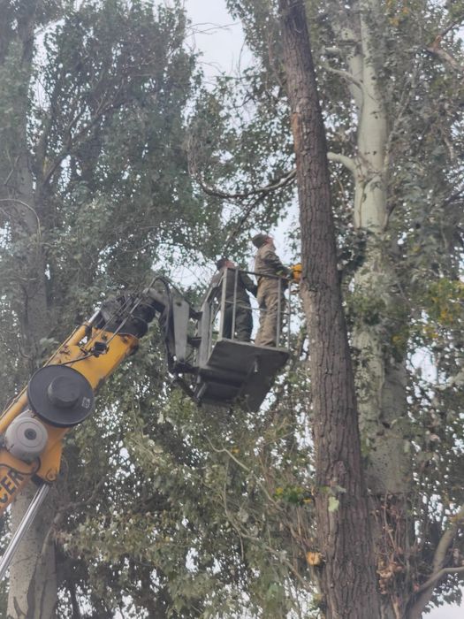 Спил деревьев обрезка плодовых