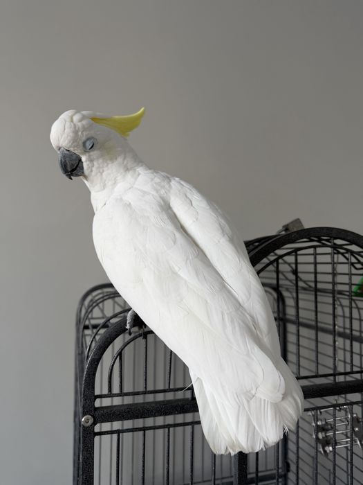 Какаду 1,5 года девочка