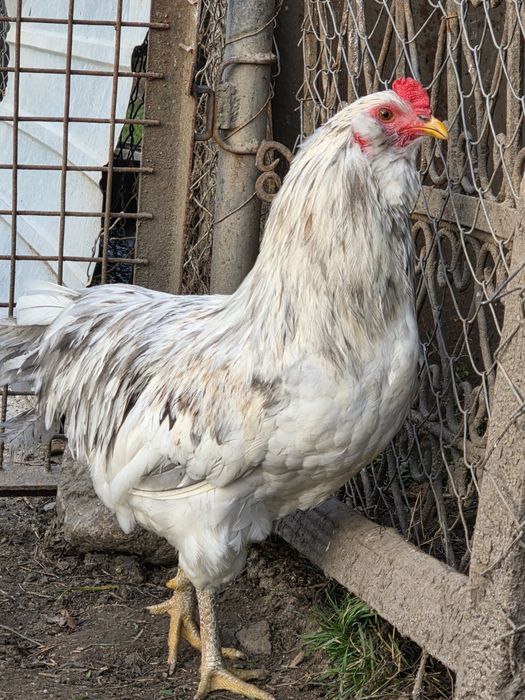 Cocos ameraucana splash