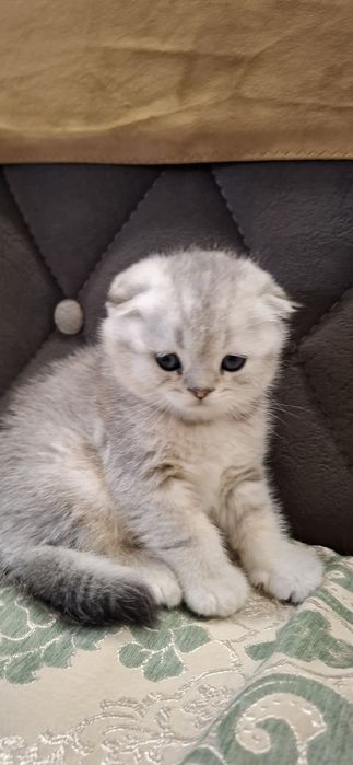 Чистокровные котята скоттиш фолд
