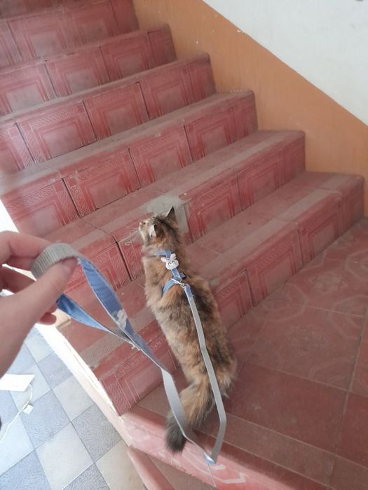 Muwu orgatilgan yuvvow