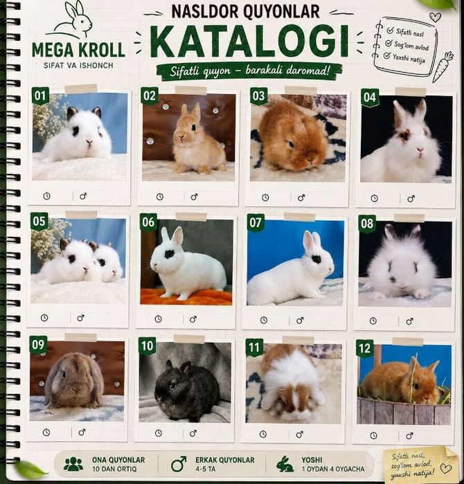 Karlik qizil satin sherkalla yoqimliy dost