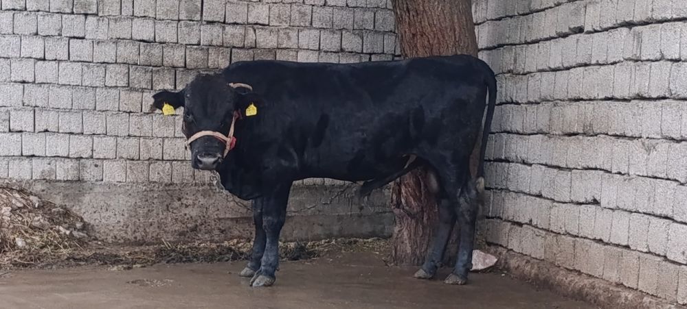 Buqa angus gibrit 10 oyli yeb ichishi yahwi narhi 35mln som