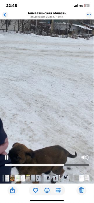 Продам щенков Малинуа