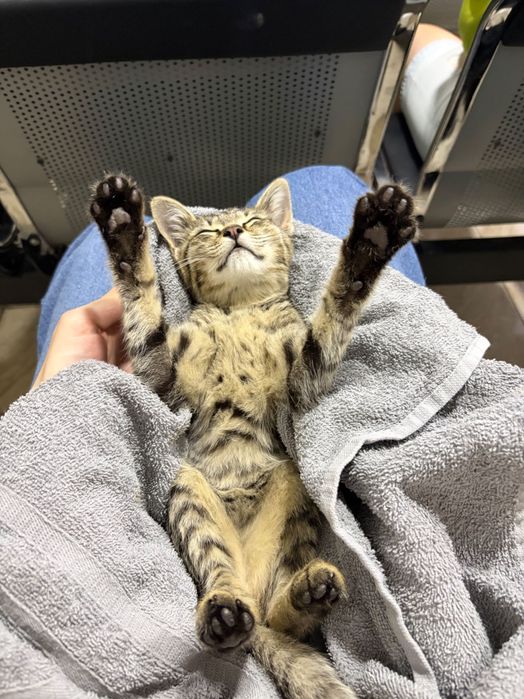 Котенок в добрые руки