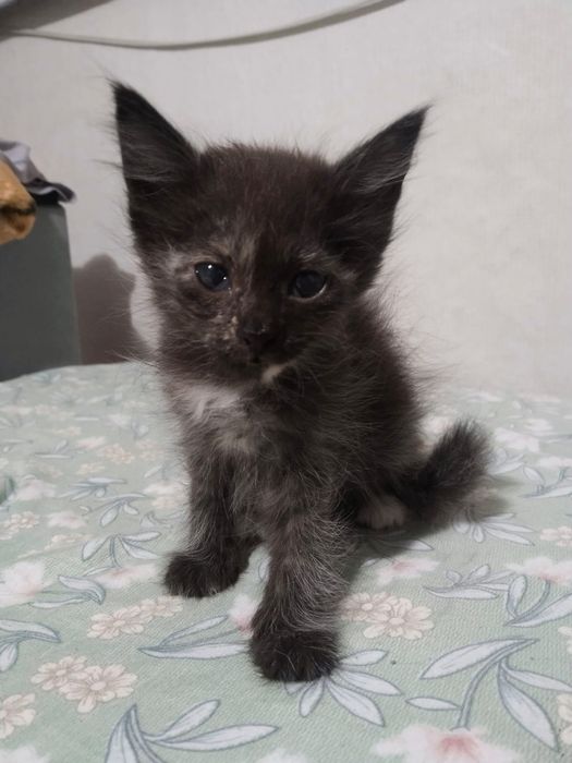 Отдадим котят в хорошие руки!!!