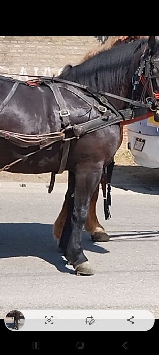 Iapa de 3 ani.,foarte frumoasa.