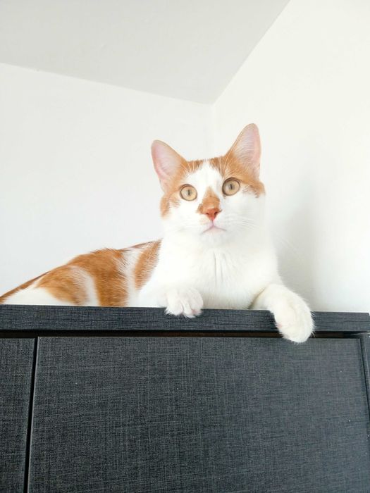 Подарявам мъжко коте