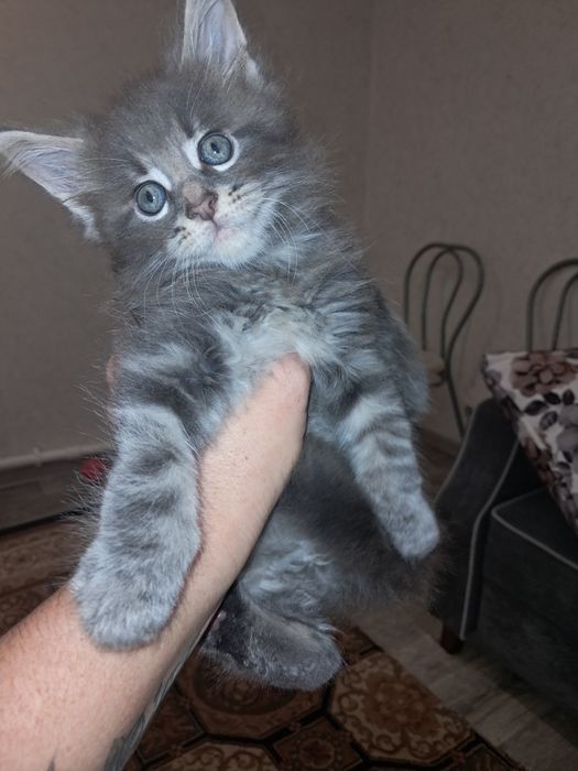 Продам мейкунов  мальчики