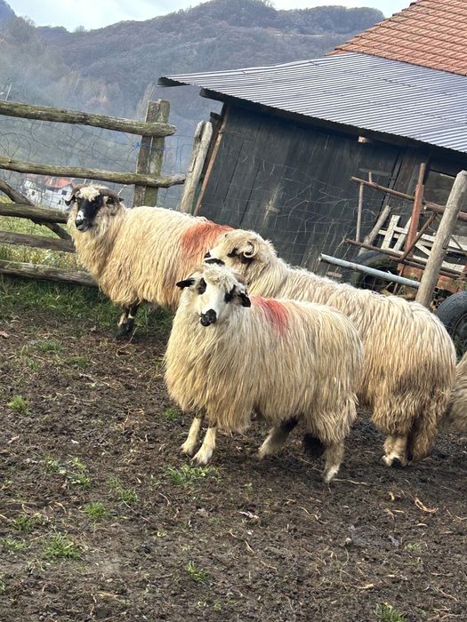 Vând oi tinere de afata