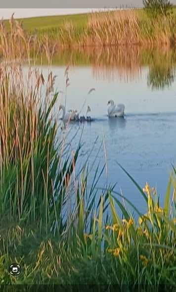 Vand casa la tara cu vedere la balta