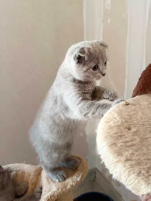 British Scottish Fold