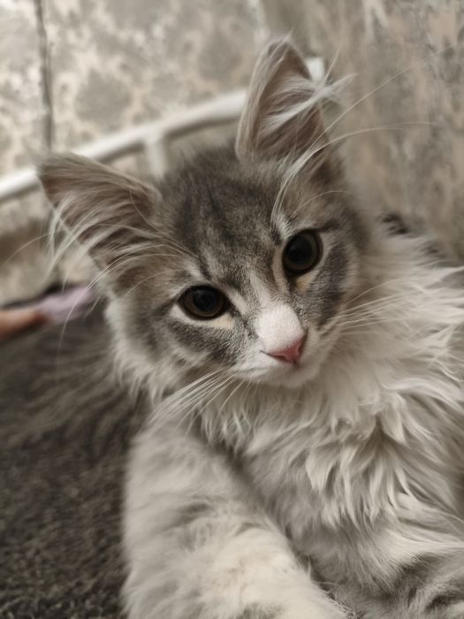 Отдам Котёнка бесплатно.