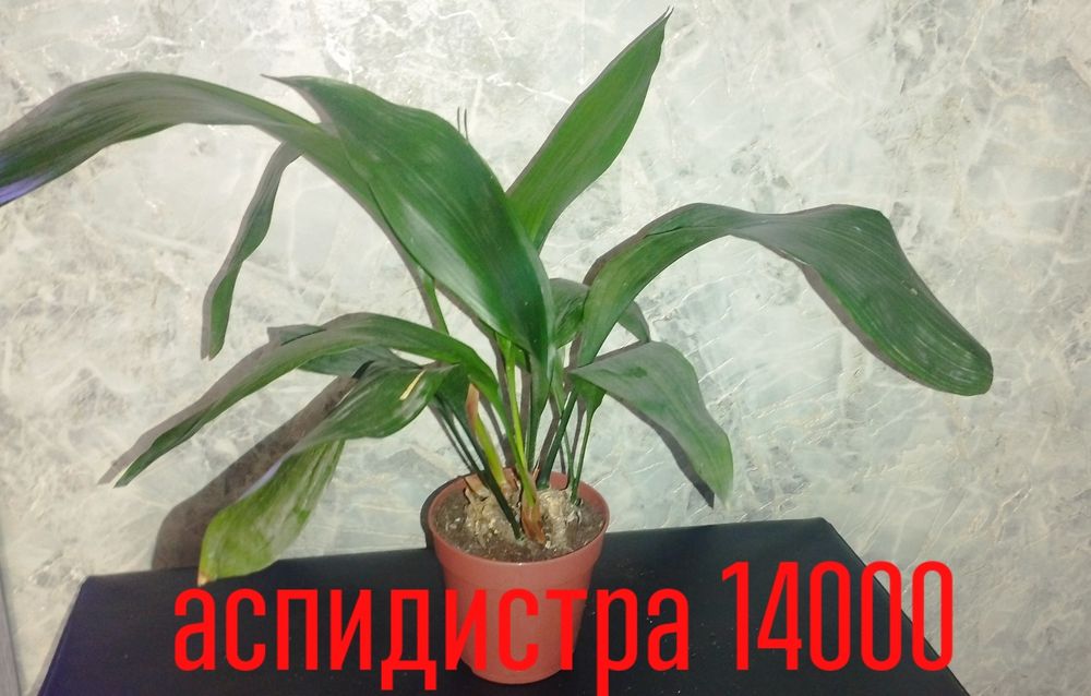 Манстеры.филодендроны .аглаонемы