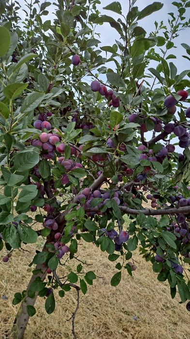 Prune soi Centenar