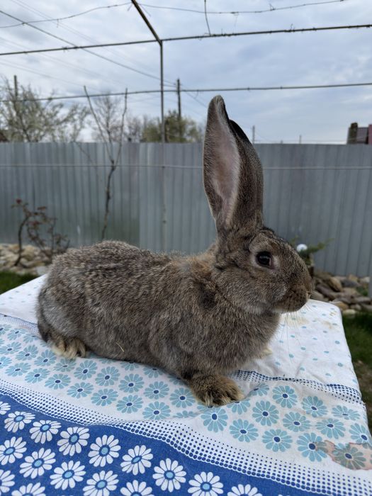 Vand Femela Urias German